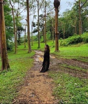 Juliana Hamon forest-1